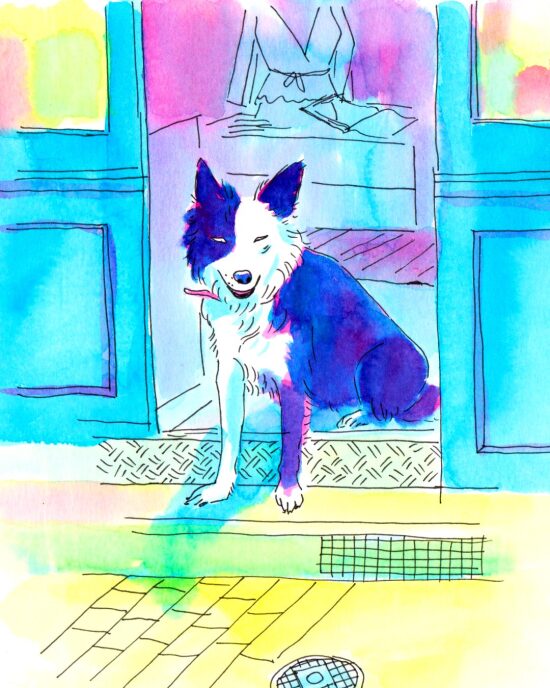 Border collie